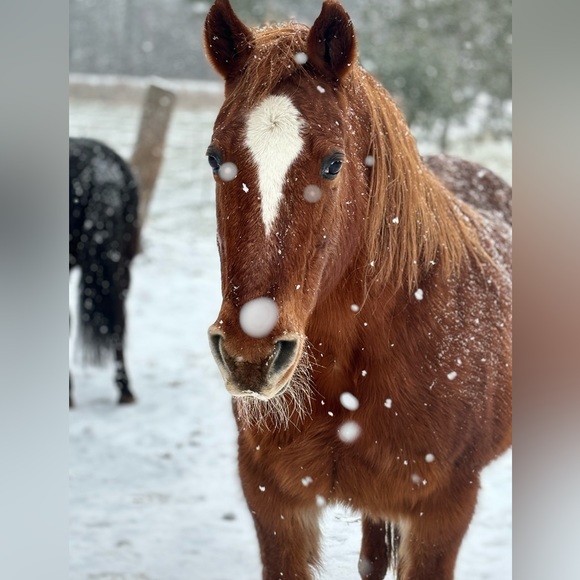 Meet your Posher, Christina - Picture 7 of 9